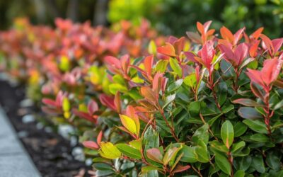 Quand et comment planter une haie de photinia : De la preparation du sol a la floraison eclatante